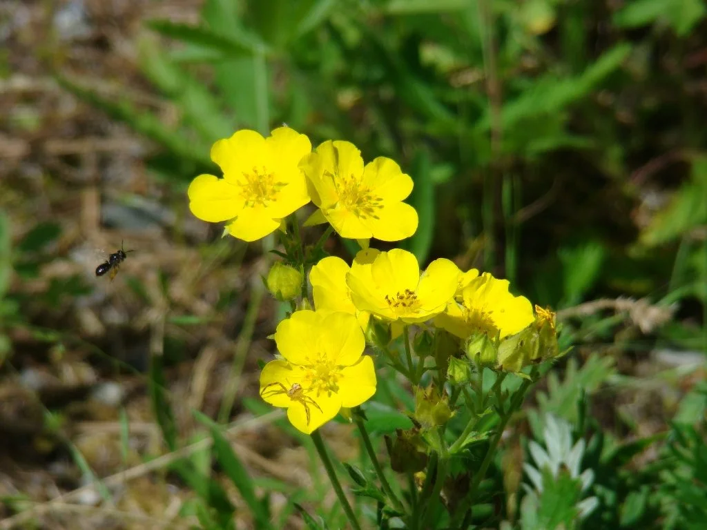 Plant Notes - In-Depth Guide to North Idaho Native Plants — KNPS